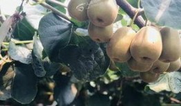 猕猴桃最新爆料文案怎么写,最新爆料带你领略果界新宠风采